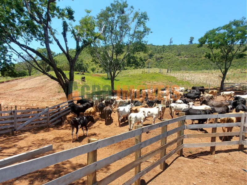 FAZENDA BARRA BONITA