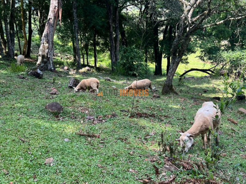 SÍTIO À VENDA NO JORDÃO