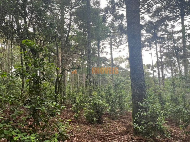 CHÁCARA À VENDA NA PALMEIRINHA