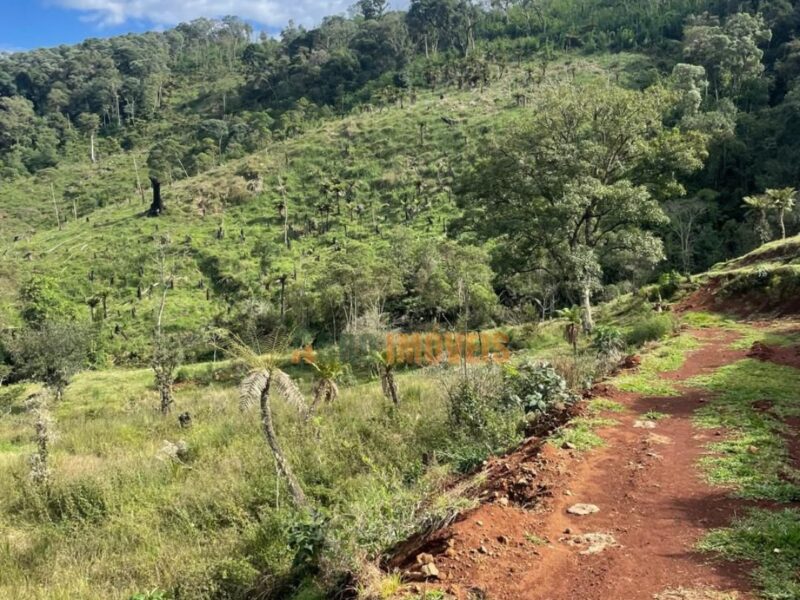 SÍTIO / CHÁCARA À VENDA – PINHÃO/PR
