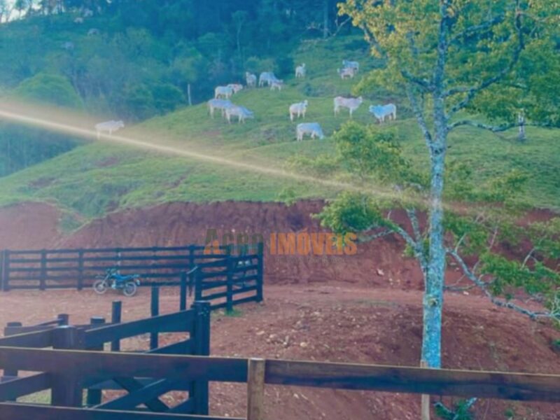 SÍTIO / CHÁCARA À VENDA – PINHÃO/PR