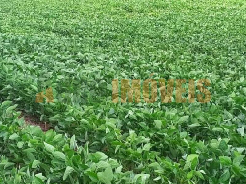 ÁREA RURAL NO JORDÃO